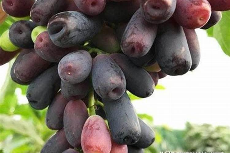 葡萄树用下底肥吗