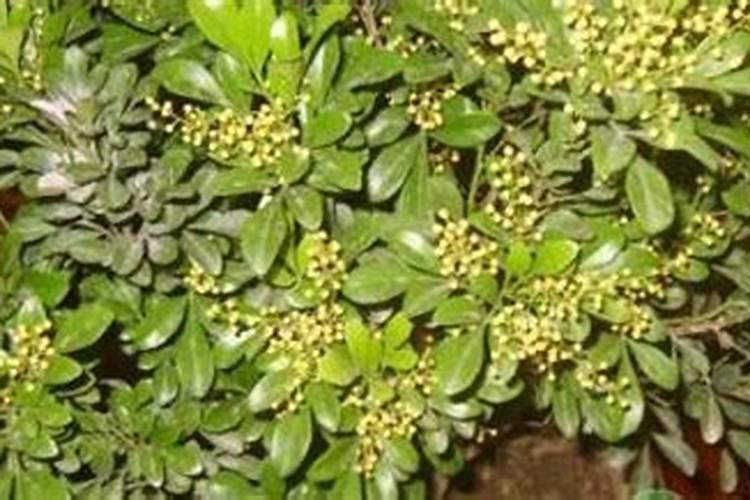 三角梅难开花如何养护开花更多