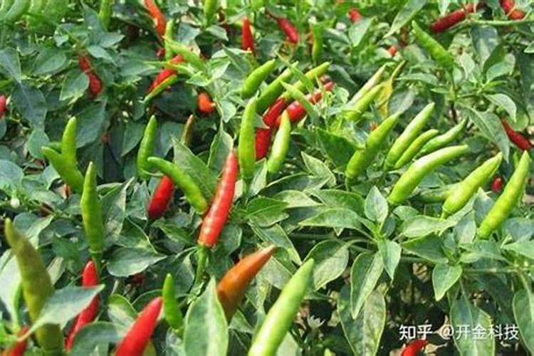 氨基酸,黄腐酸,腐植酸有什么区别