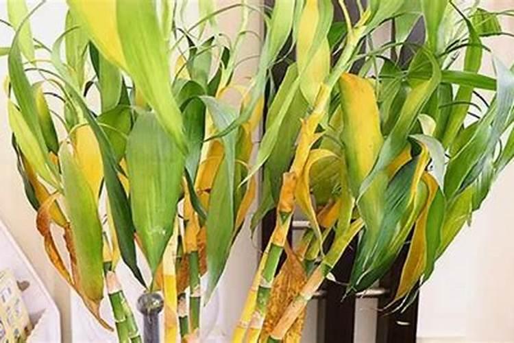 蔬菜黄叶病用什么药防治最好