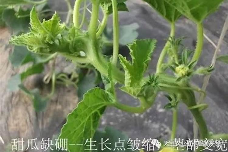 叶面喷施硼肥的最佳时间 硼肥应该怎么用