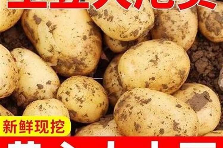为什么炒出来的萝卜会苦？