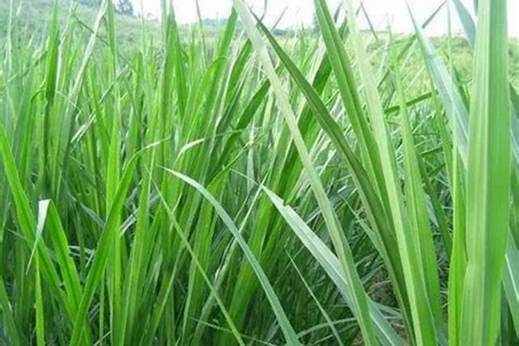 如何种植甜象草甜象草的种植技术(2)