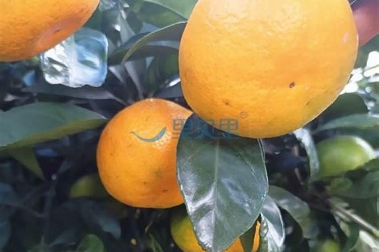 含氮30%含硫16%的肥料是尿素吗？