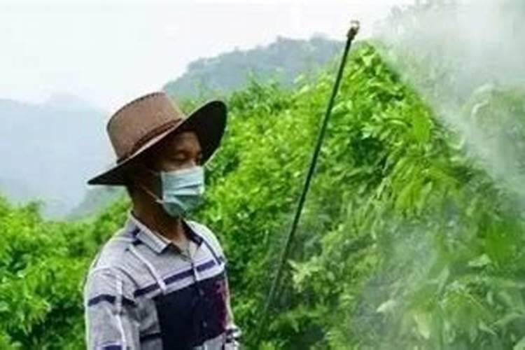 不烧根的复合肥有哪些