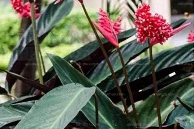 黄蜀葵栽培技术