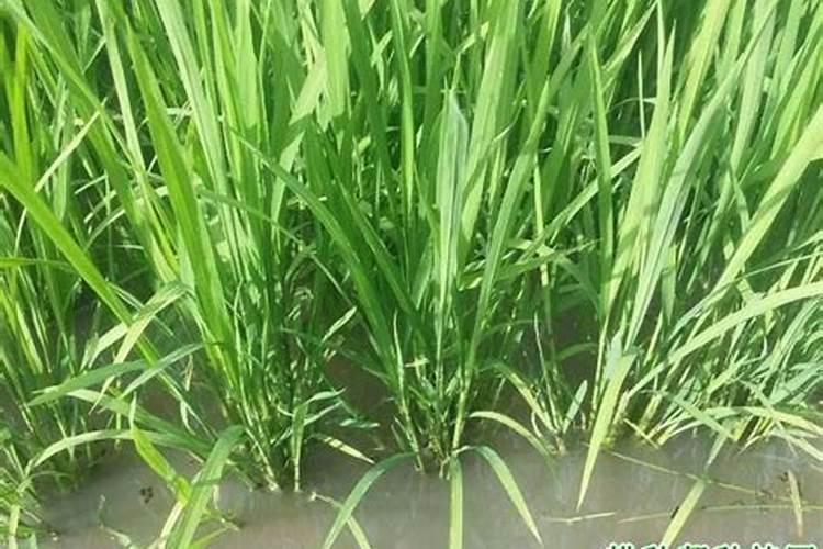 核桃树上的碰到很刺痒的虫子用什么药治？