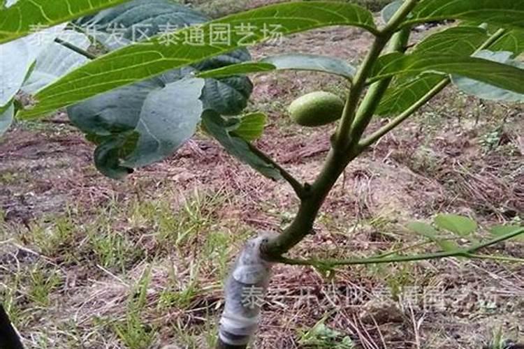 平衡水溶肥配方
