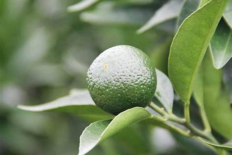 刚栽的茶叶啥时候可以施肥