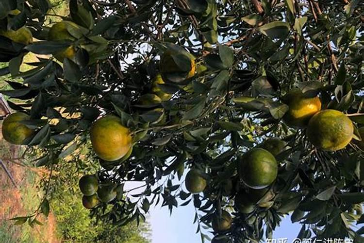 四川乐山市能不能种植茶枝柑？