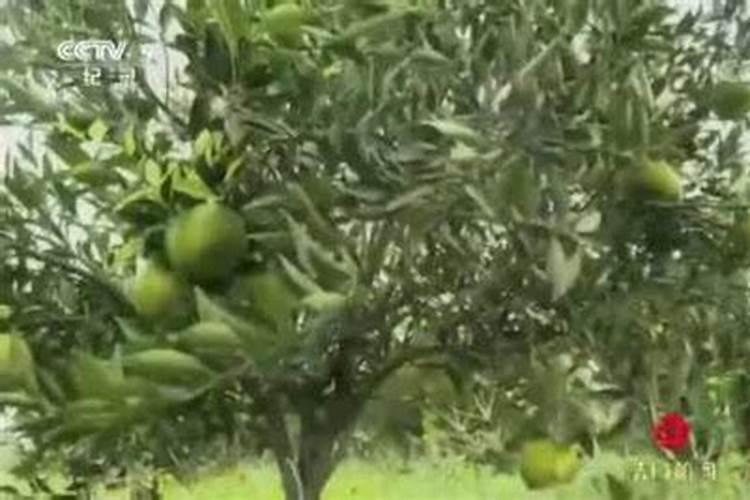 海南哪里种植茶枝柑？