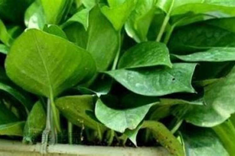 李子树开花结果最佳天气和温度？