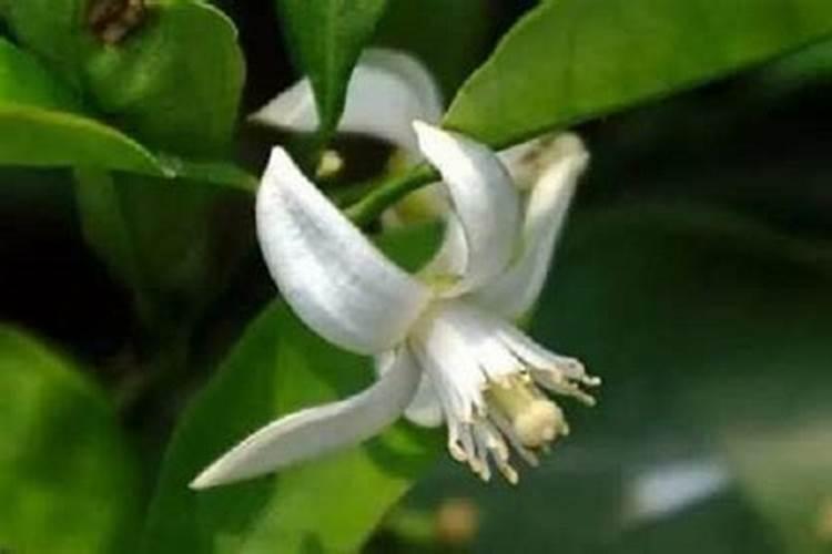 生姜种植前如何施底肥