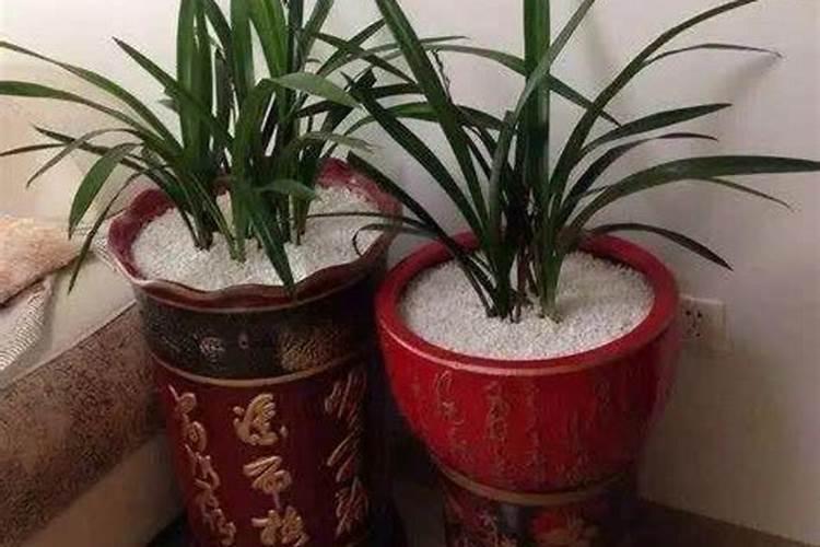 锌肥能膨大棉花吗？
