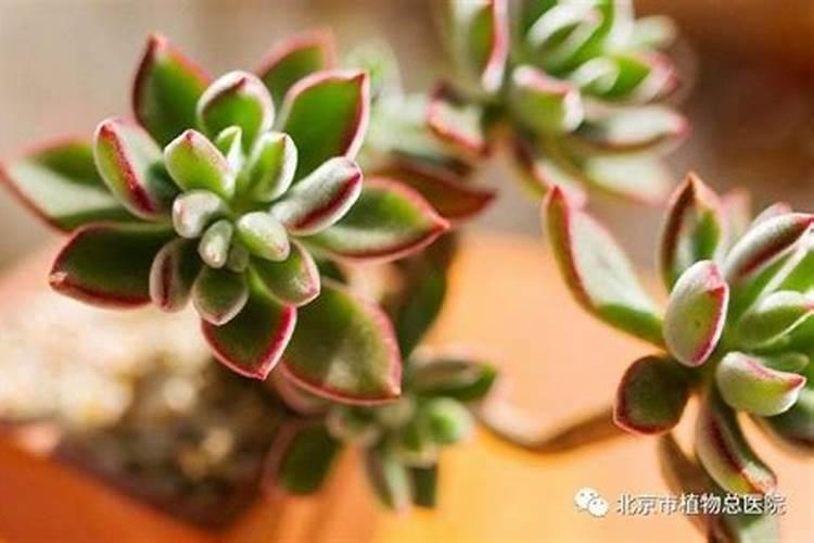 为什么桃树、李树是先开花再结果的呢？