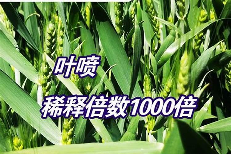 花生种植技术与管理方法