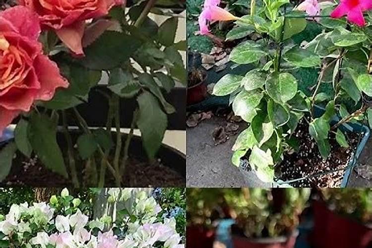 夏天能给花施肥吗
