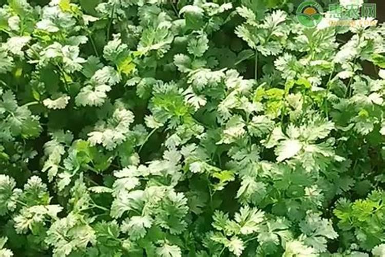 玉米什么时候打叶面肥好 使用方法有哪些
