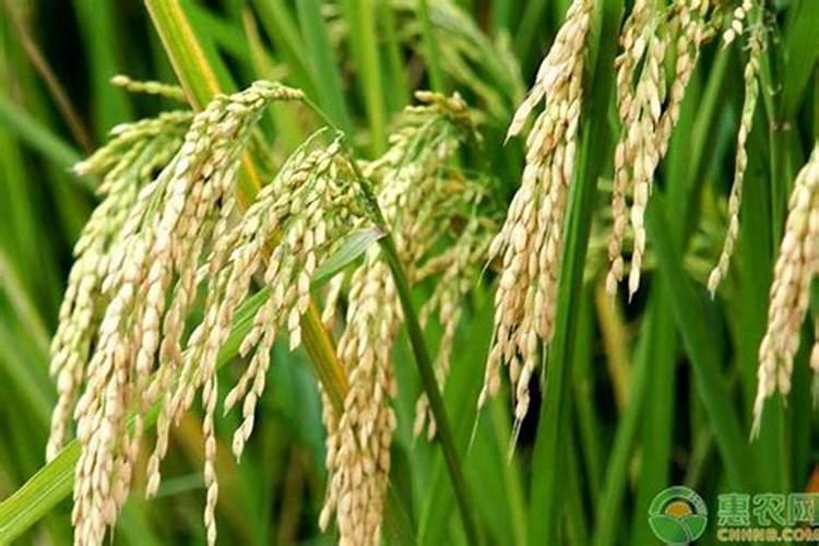 ...增施钾肥在什么时间较好稻灌浆期用什么叶面肥可增产