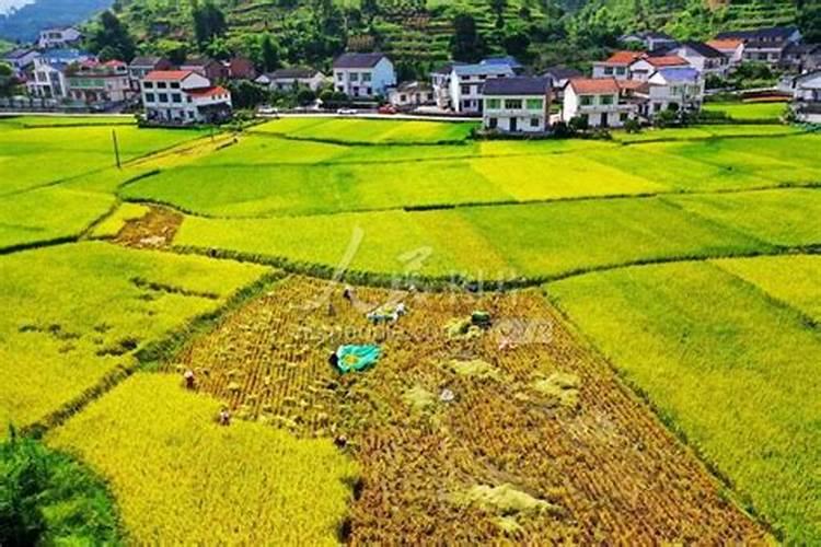 什么叶面肥对水稻最好？了解这些让水稻增产增收!