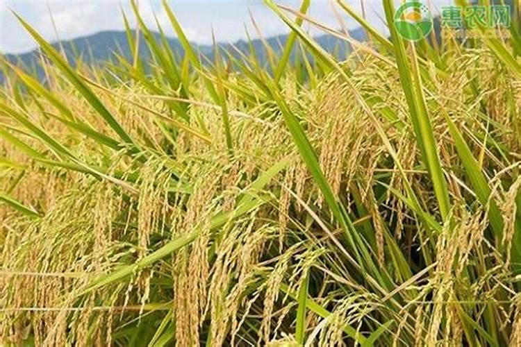 水稻田败子草用什么除草剂？