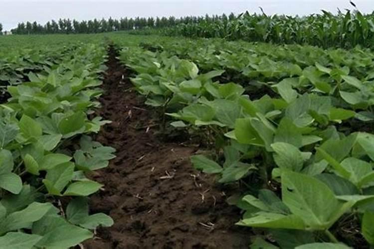 种植大豆需要上多少肥都上什么肥