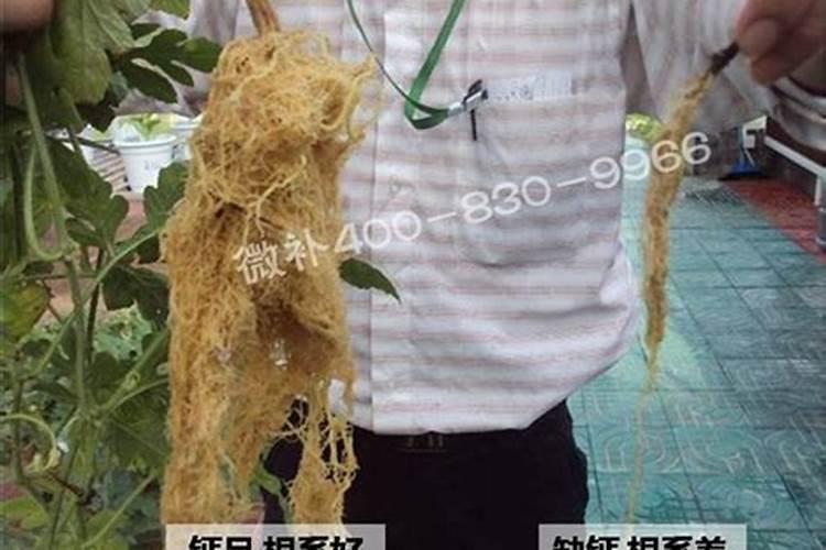 种山药的塑料槽 山药种植施什么肥