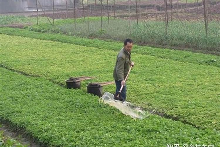 大量元素叶面肥经过高温会怎样？