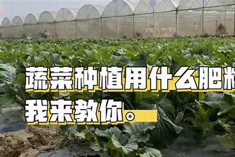 铁线莲用什么肥料好 如何施肥