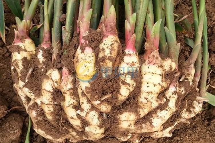 种植大姜想要产量高、品相好,都有哪些技巧？