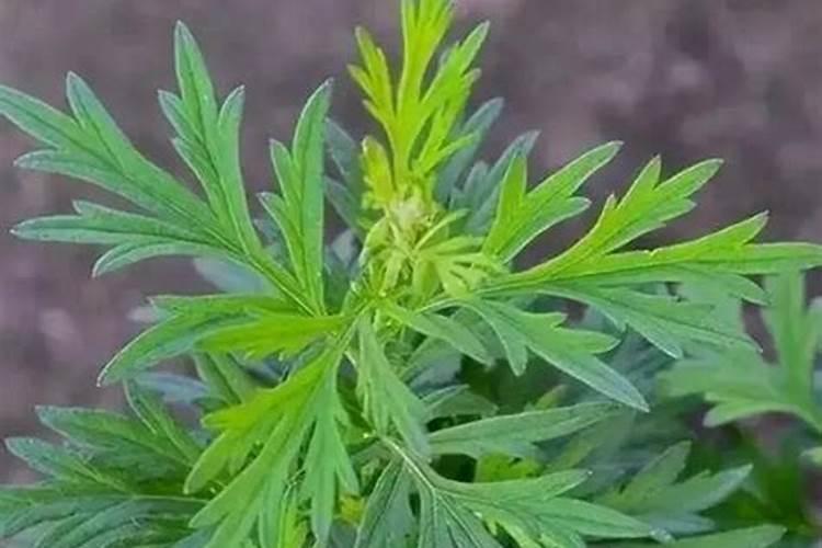 多肉碧桃种植大盆还是小盆好 适合什么盆种