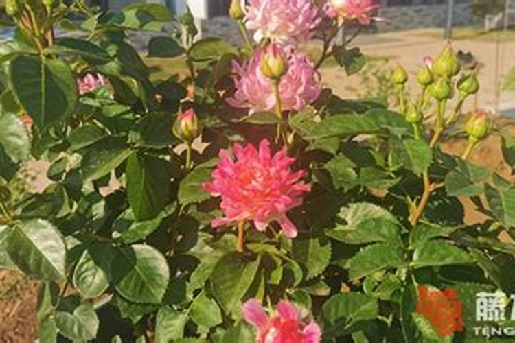 莴笋可不可以喷芸苔素