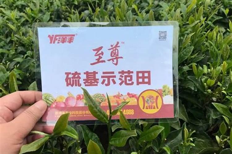 茶叶底肥放什么肥好(底肥施用方法)