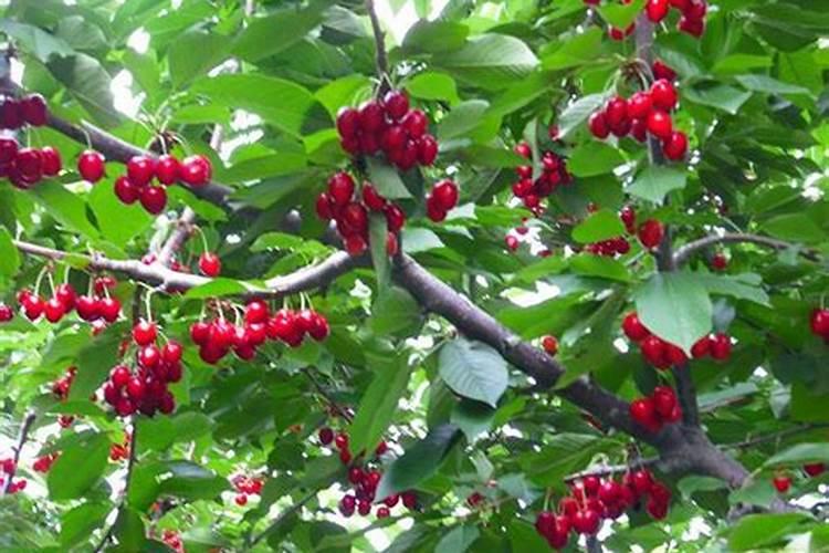 苹果树施什么肥料好？