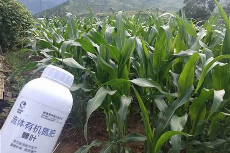 花菜施什么肥好