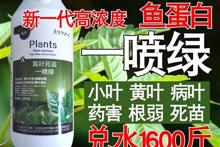 树下堆积着鸟粪扩句扩两处