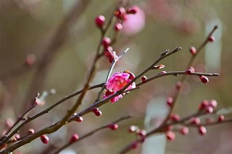 盆栽红梅什么时候长花苞