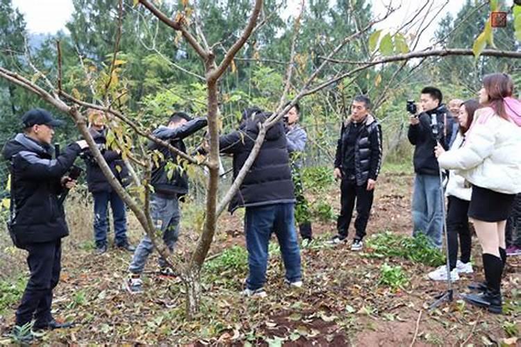 李子全年栽培管理技术讲解 李子怎么施肥