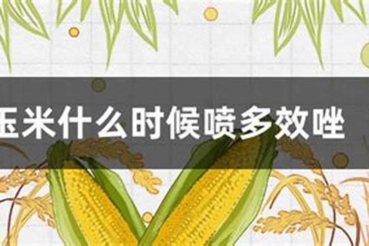种植玉米,要什么时候打叶面肥合适？