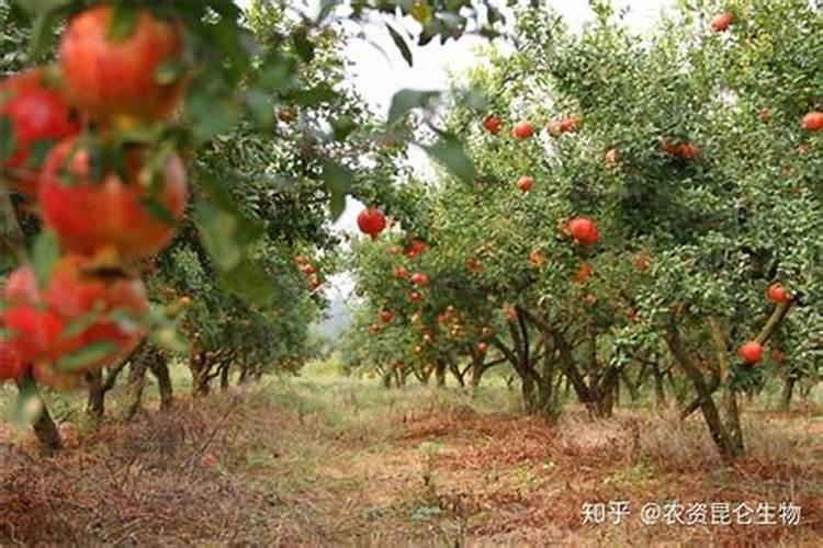 石榴树最怕什么农药