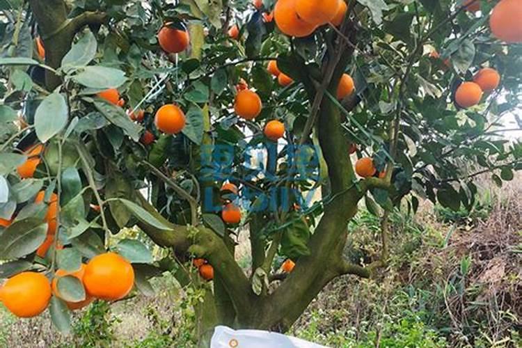 香瓜开花挂果期喷高钾叶面肥好还是高磷叶面肥好？
