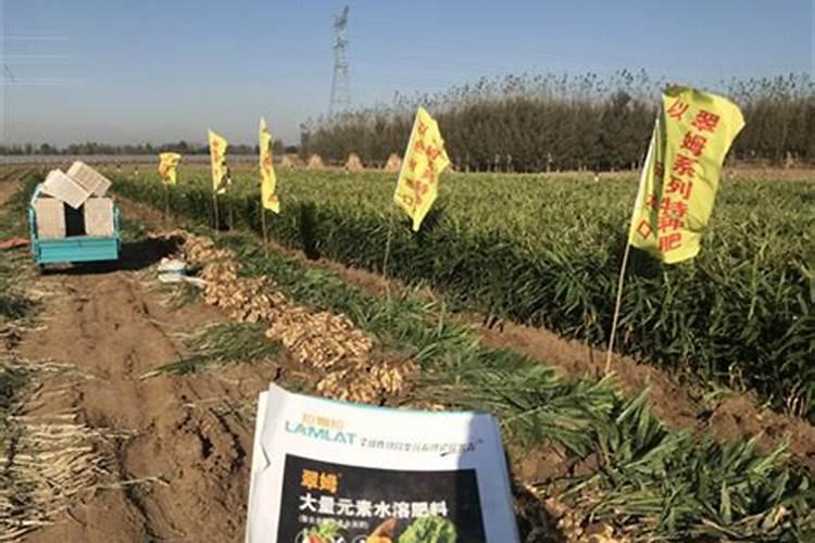 罗布泊硫酸钾与其他钾肥相比有何独特之处？