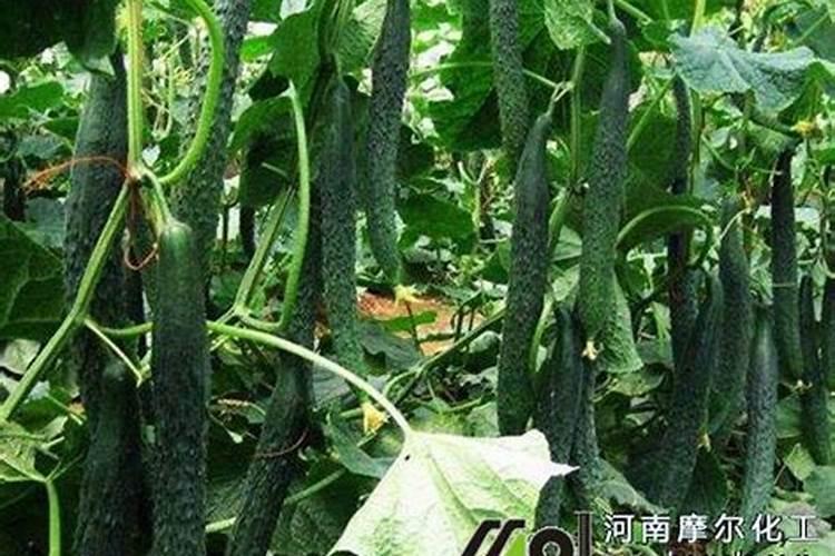 硼锌铁镁肥的用法用量,硼锌铁镁肥在植物中的作用