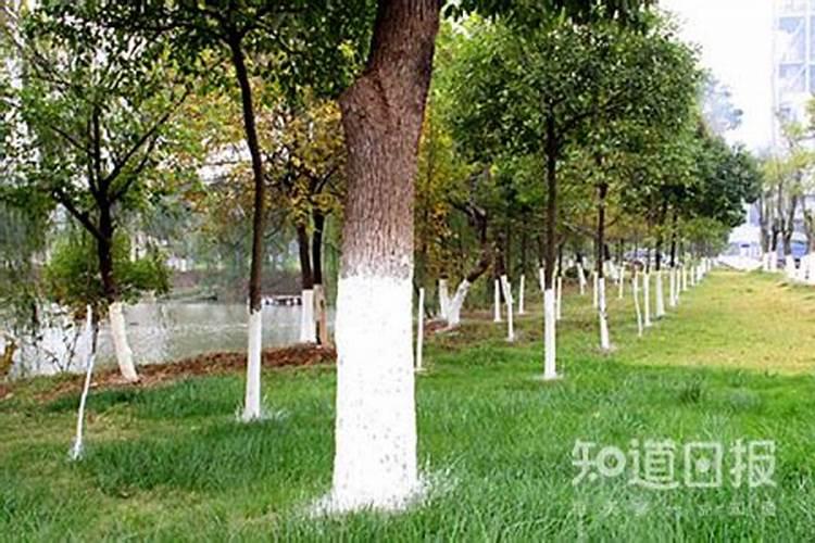 地瓜用什么肥料最好
