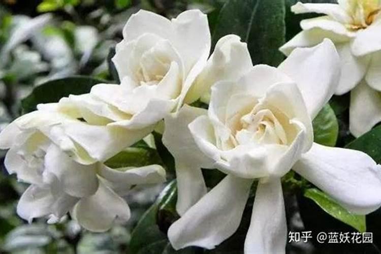 牡丹叶面肥打什么 喷肥注意事项