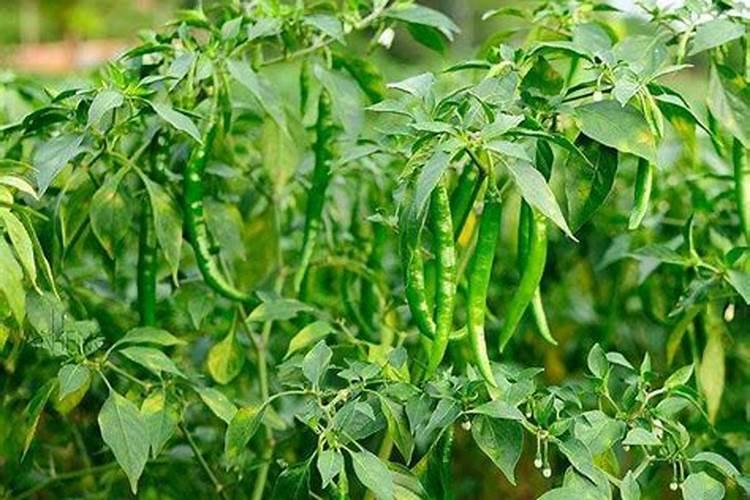大棚夏黑葡萄萌芽期要施什么肥料？