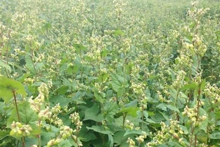 种植辣椒用什么肥料