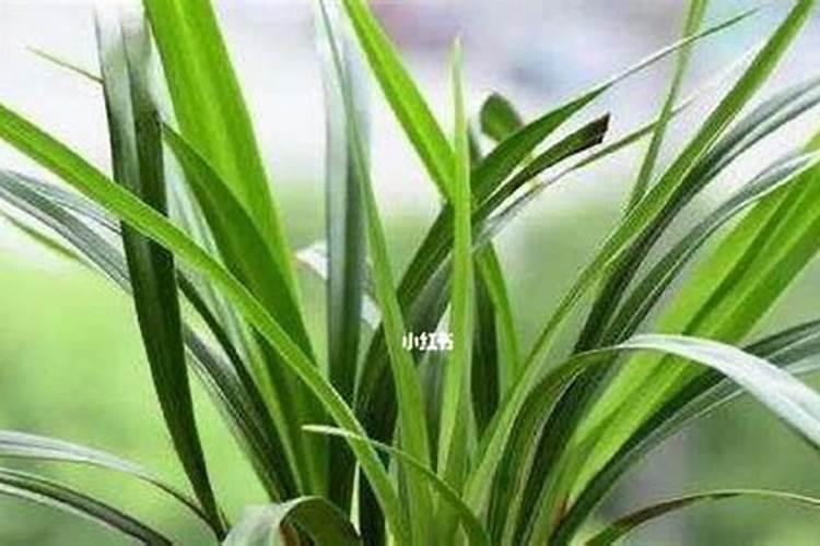 土壤青苔怎么清理干净土壤青苔如何清理干净