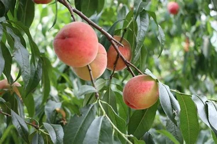 花菜种植技术及施肥方法是怎么样的？