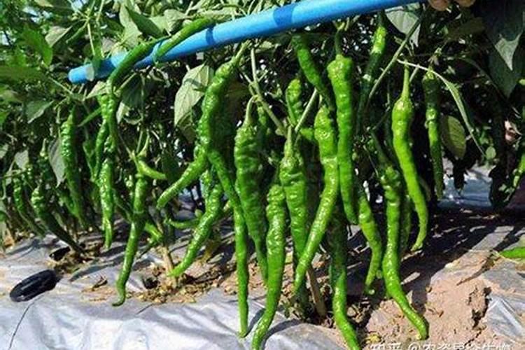 种植油菜时,为什么要增施硼肥？硼肥有什么作用呢？